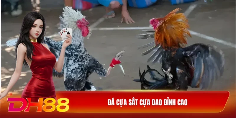 DH88 Đá gà DH88 Đá cựa sắt cựa dao đỉnh cao