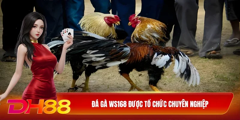 Đá gà WS168 được tổ chức chuyên nghiệp
